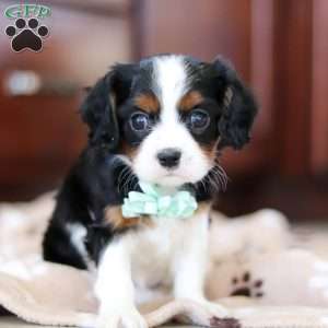 Kennedy, Cavalier King Charles Spaniel Puppy